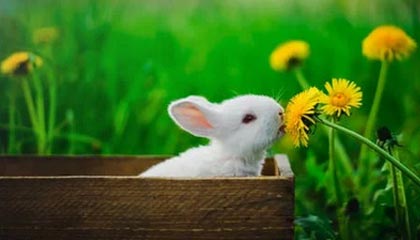 兰考伴游，定制QQ：3494206190微信：act1322